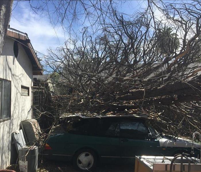 Tree on top of home and car