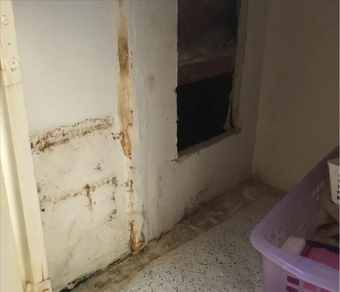 Mold under bathroom sink